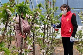 陕西彬州北极镇：樱桃红满枝 增收日子甜图片