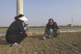 望都县秋播秋种正当时，农技指导助丰收图片