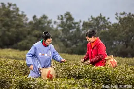 贵州黔西：抢采春茶图片