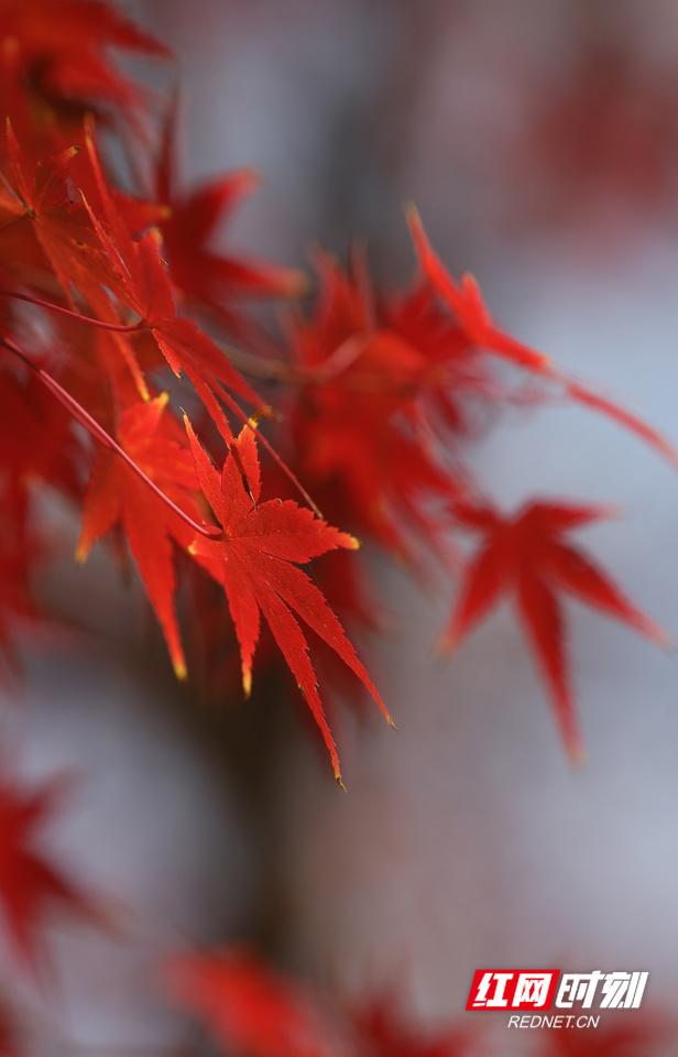 大美红图丨湘枫正红 银杏亮黄