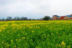 出发！黄石这3条赏花踏青线路，快来打卡图片