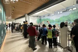 杭州动物园熊猫被游客投喂|大熊猫食物经科学配比，专家解答不能投喂原因图片