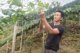 融水安陲乡龙口村：罗汉果开“致富花” 人工授粉保丰收图片