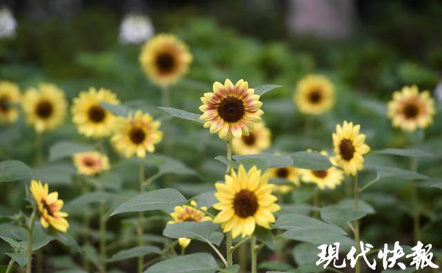 玄武湖2025秋花秋实展9月30日启幕，2万株向日葵邀您共赴“斑斓之约”