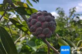 南国智库·市县观察 | 三亚那受村帮扶经验缘何受邀在京交流？图片