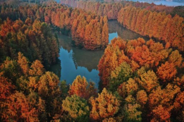 奉贤区景区限时免票或半价来了