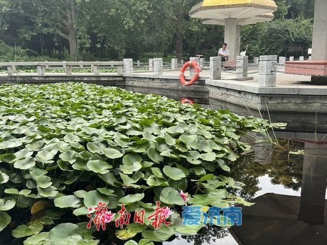 一年四季 泉在济南丨一株紫薇绽芳华 点亮济南初秋好景致