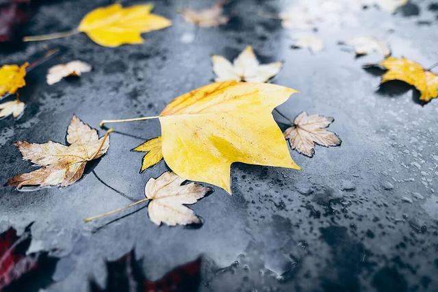 最新资讯-留意！上海冷空气顿时到！陌头这一幕市民直呼惊奇(2)