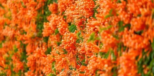 冬暖花开游云南 | 冬游红河，“马”上赏花！