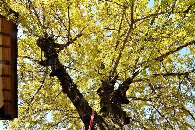 2025保康秋游季，邀您共赏山色如画