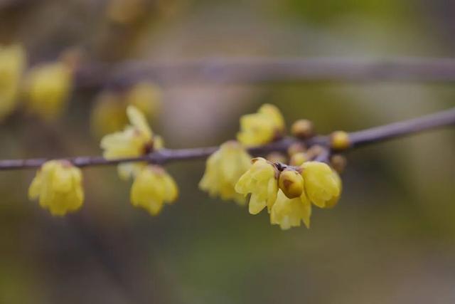 开了！开了！南湖，pong香！
