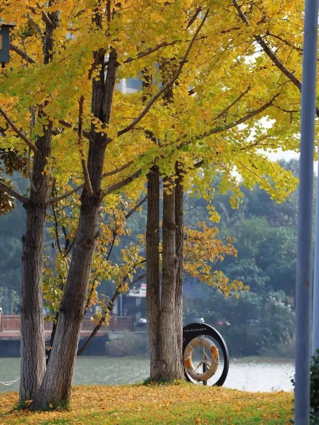 开福上新色：捕捉开福黄调时刻