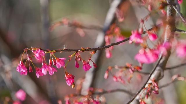 直冲20℃！武汉樱花开了