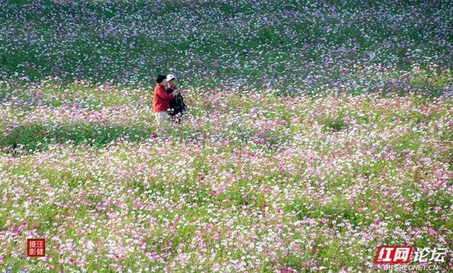 秋游时刻丨在安乡书院洲，被格桑花海和柳林清风彻底治愈了