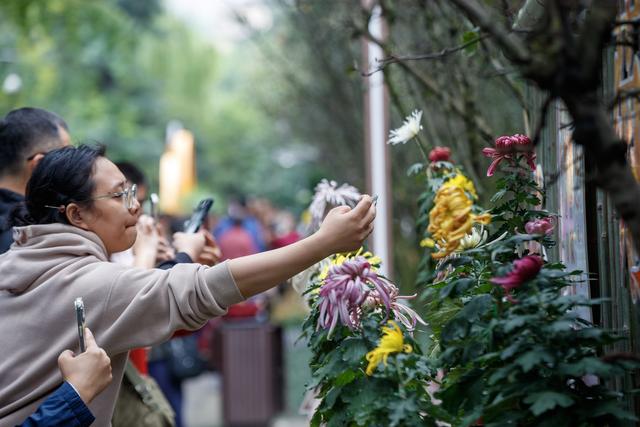 千株万朵菊花开，深秋又有春意来