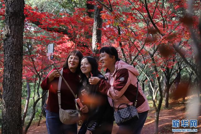 昆明迎来最美赏枫季 打卡攻略奉上