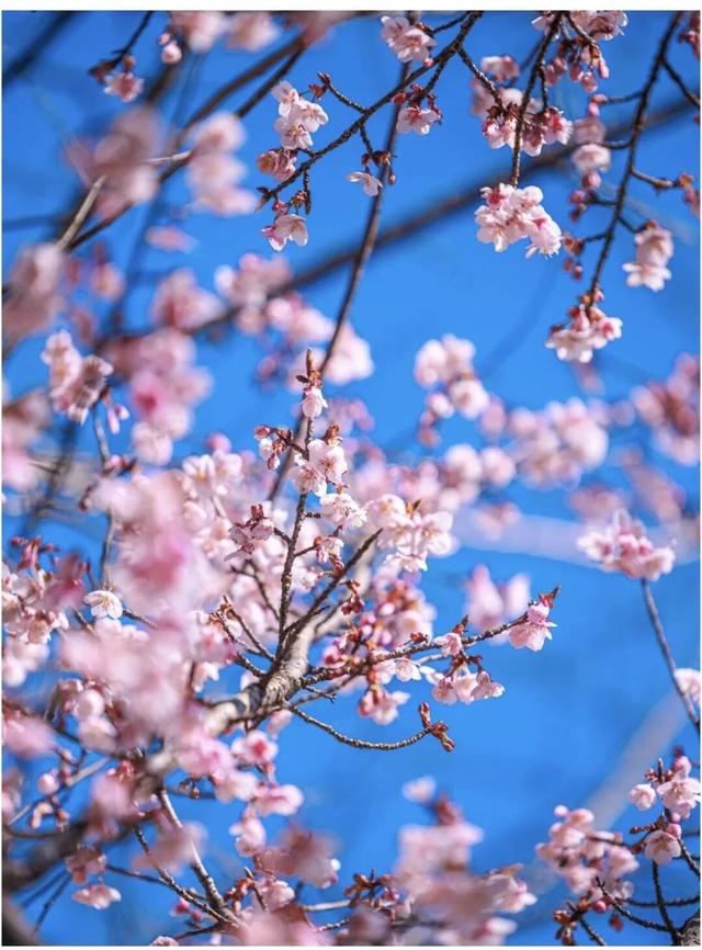 突然全“粉”了！在无锡，提前半个月！