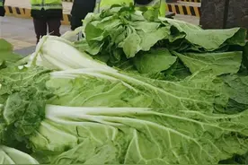 司机自称运白菜时走了两段高速，一次免费一次收费，收费地：装的是芥菜图片