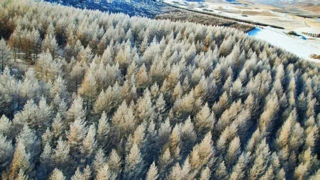 学习强国 | 河北崇礼：桦皮岭上雾凇美