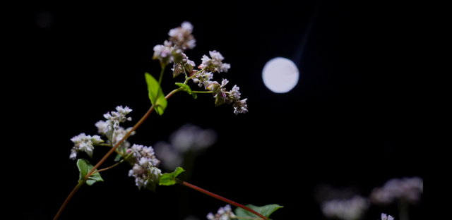 菊金、花雪、风车舞，酉阳秋日浪漫在等你
