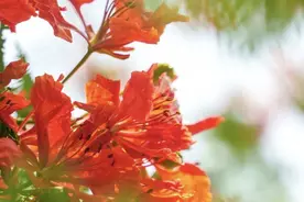 夏日番禺的“凤凰”传奇，花开满枝头！图片