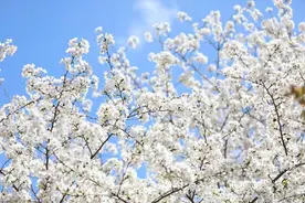 浪漫赏樱季 甜蜜黄城美如画图片