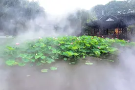 上海“公园+”玩出新梗，沉浸式体验荷花莲花展图片