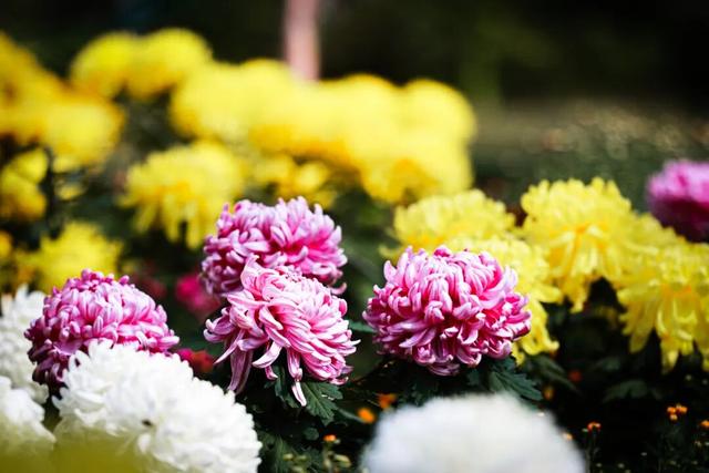 国家植物园第四届菊花展启幕 打造沉浸式秋日盛宴