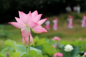 锦绣天府·安逸四川｜米易丙谷：荷花朵朵映水乡图片