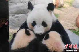 “港产”大熊猫龙凤胎与妈妈“盈盈”同场亮相图片
