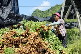 大新县龙门乡：多元化产业发展 绘就乡村振兴新画卷图片
