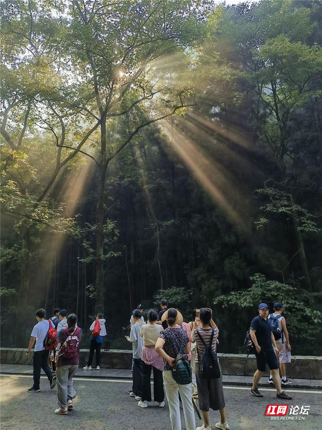 阳光在林间织梦，在张家界遇见光瀑奇观