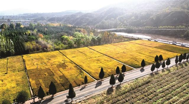 山间稻浪翻 秋色引客来