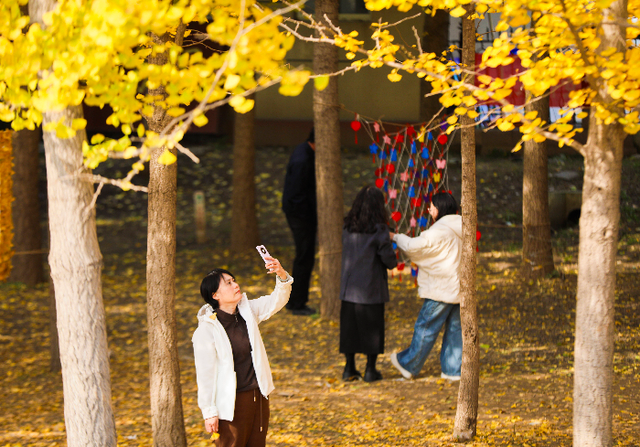 赴一场黄河与银杏的约会！金色银杏林成深秋“顶流”打卡地
