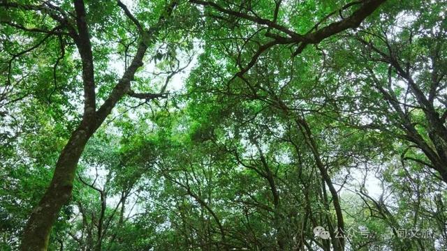本地人力荐的半日宝藏打卡地！来寻甸自由“森”呼吸~