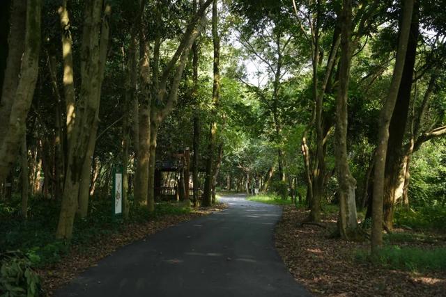 勇敢者的游戏！丛林穿越大冒险，真人CS对抗战免费玩！就在这里→