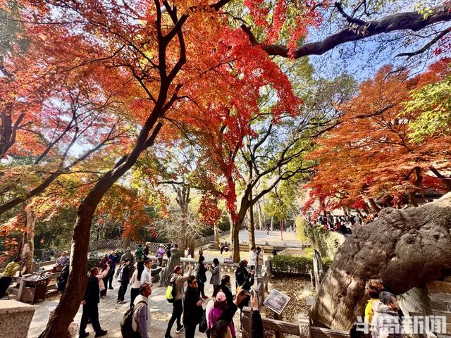 冬藏“枫”景！太清宫百年红枫进入最佳观赏期