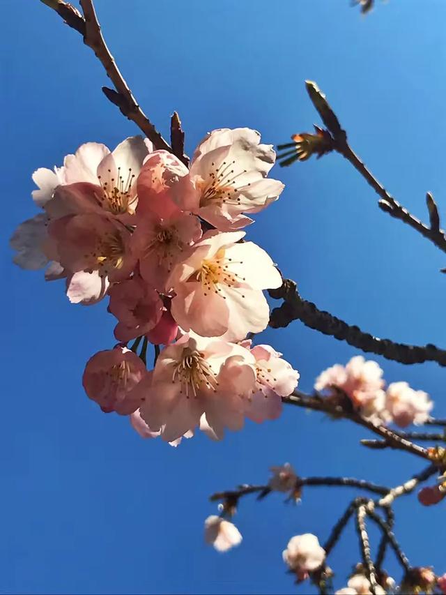重庆第一波早樱开了！就在主城，公交可达