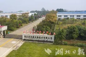 非遗古法生物技术助力嘉鱼野藕产业发展图片