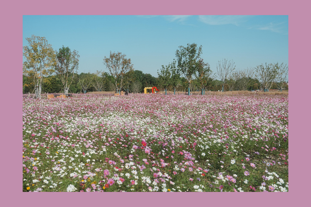 良渚荀甫路“秋花盲盒”已开！波斯菊海+治愈彩蛋，不仅好看还好拍！