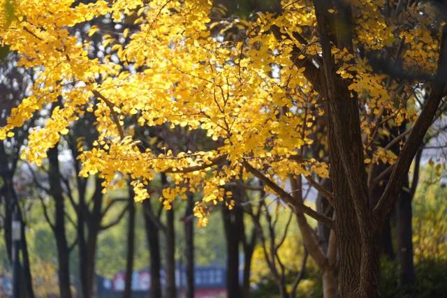 金山这些地方“含金量”满满，再不去等明年…