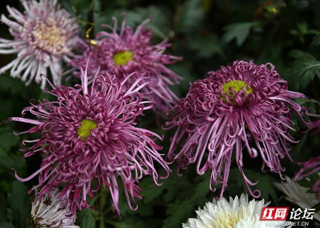 岁暖时刻丨“星城醉菊”正当时：岳麓山菊花展惊艳绽放，一眼入画！