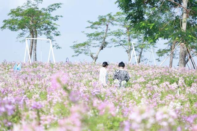 15000㎡花海！免费打卡！珠海人约起来！