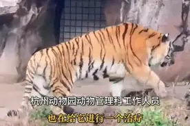 杭州动物园回应老虎瘦成皮：前段时间已进行治疗，还在恢复当中图片