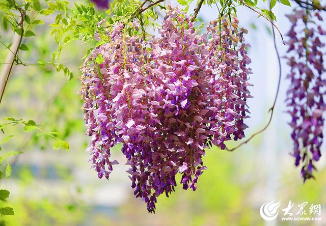 一城紫韵漫长廊！滨州紫藤花隧道迎来赏花季