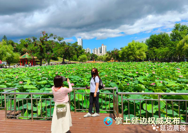浪漫夏日，为“荷”到延边！赏荷地图来了~