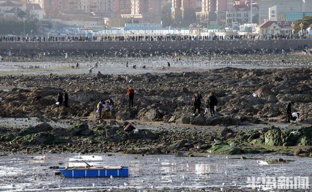 赶海+赏鸥，青岛走起
