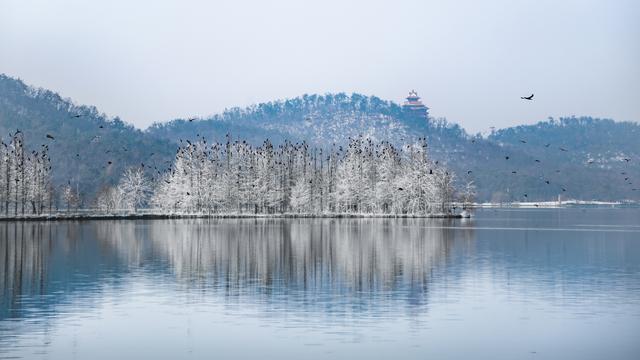 武汉文旅志愿者守护东湖飞鸟，绘就生态文旅画卷