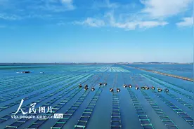山东荣成：海参苗收获忙图片