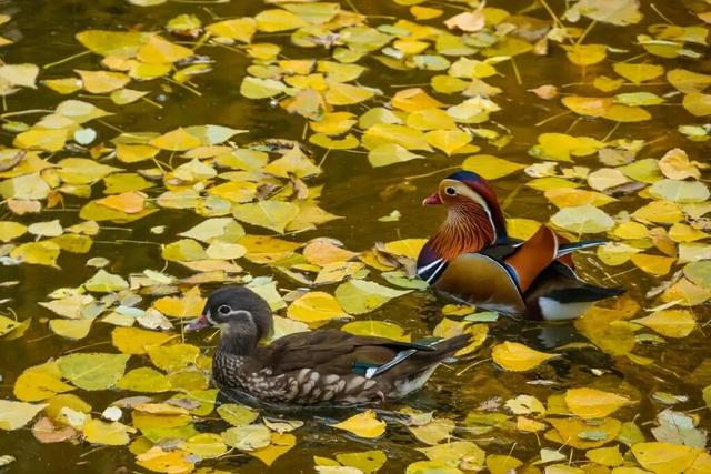 当立冬遇见金秋，北京动物园赏秋打卡攻略